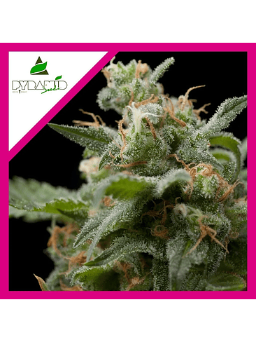 SUPER HASH  FEM X1-PYRAMID SEEDS 1