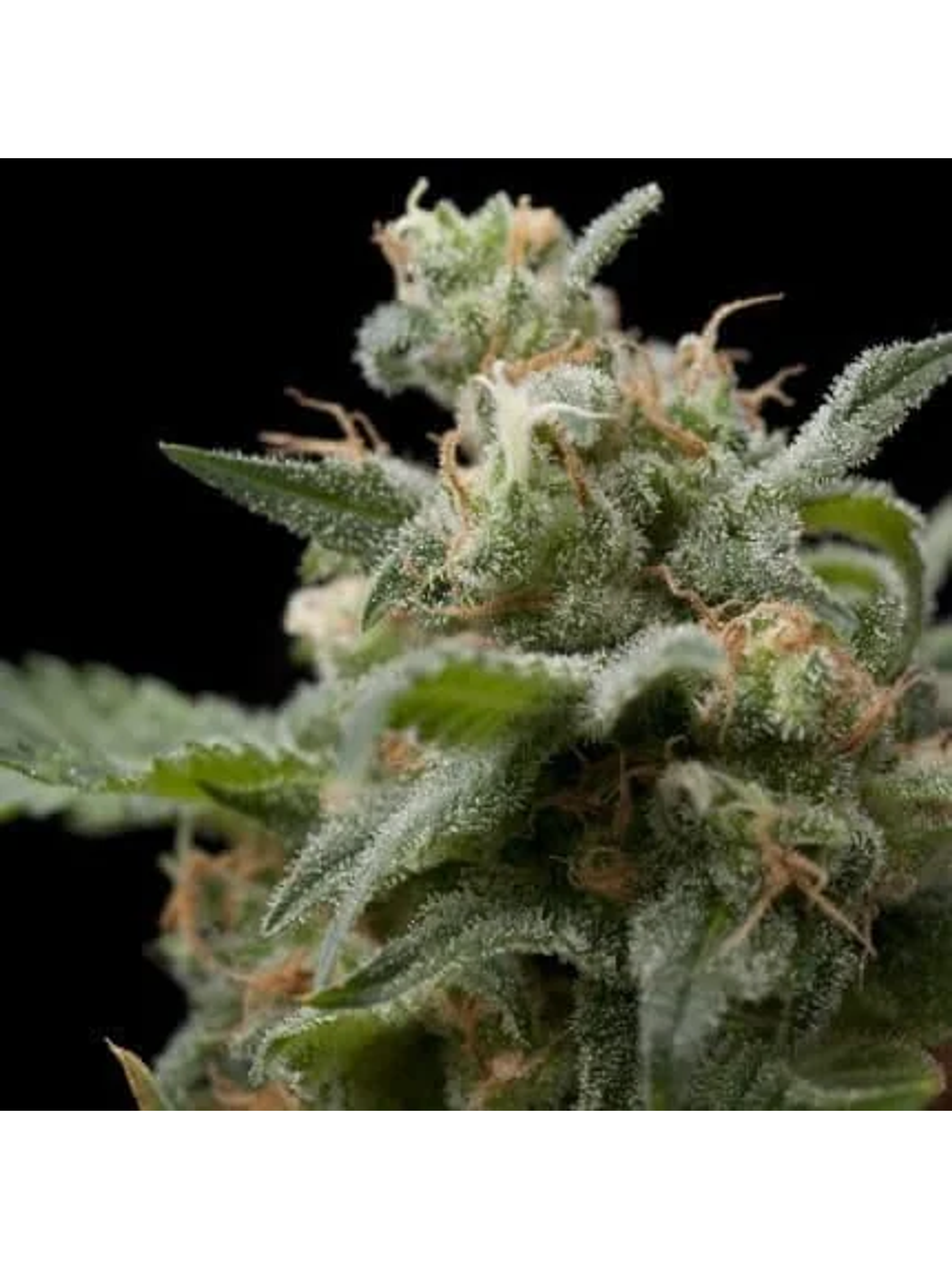 Super Hash Fem -Pyramid Seeds (X5+2/X3+1/X1) 1