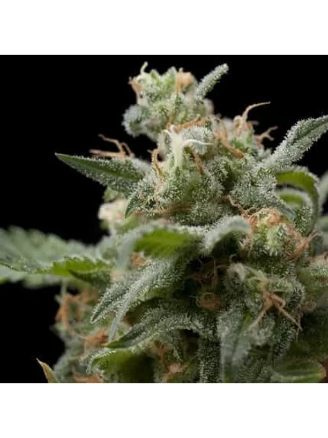 Super Hash Fem -Pyramid Seeds (X5+2/X3+1/X1) 1