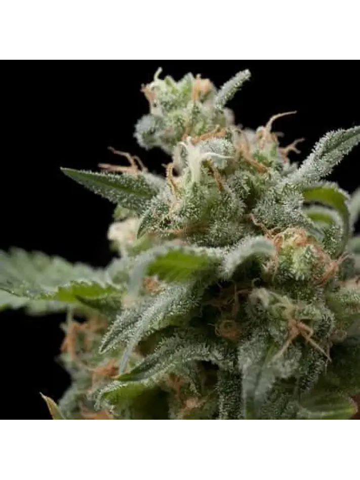 Super Hash Fem -Pyramid Seeds (X5+2/X3+1/X1) 1
