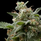 Super Hash Fem -Pyramid Seeds (X5+2/X3+1/X1) - Miniatura 1