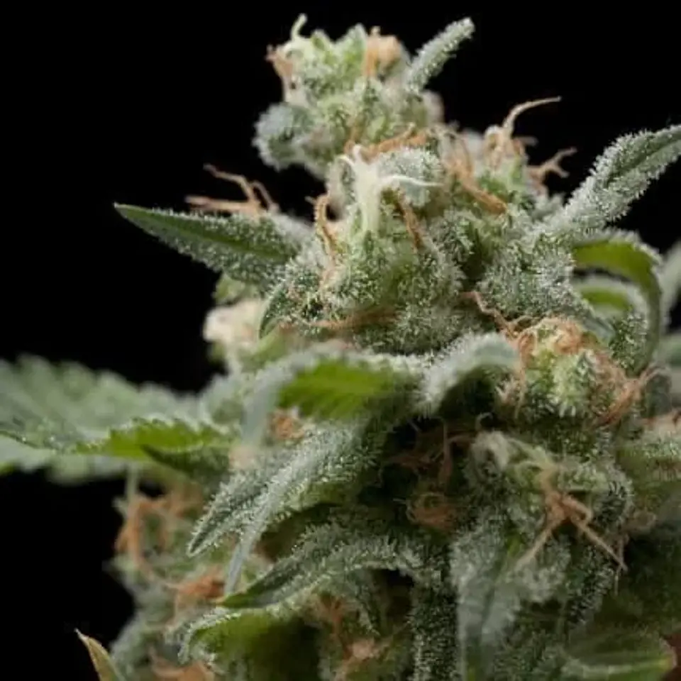 Super Hash Fem -Pyramid Seeds (X5+2/X3+1/X1) 1