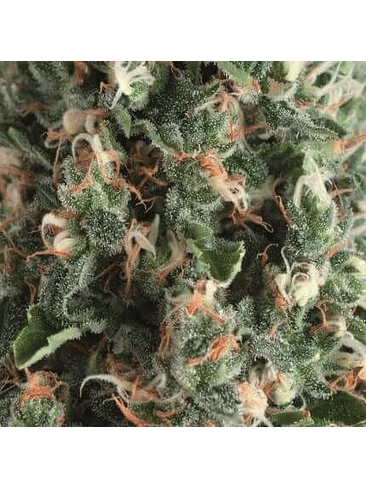 SUPER OG KUSH AUTO X3+1-PYRAMID SEEDS 1
