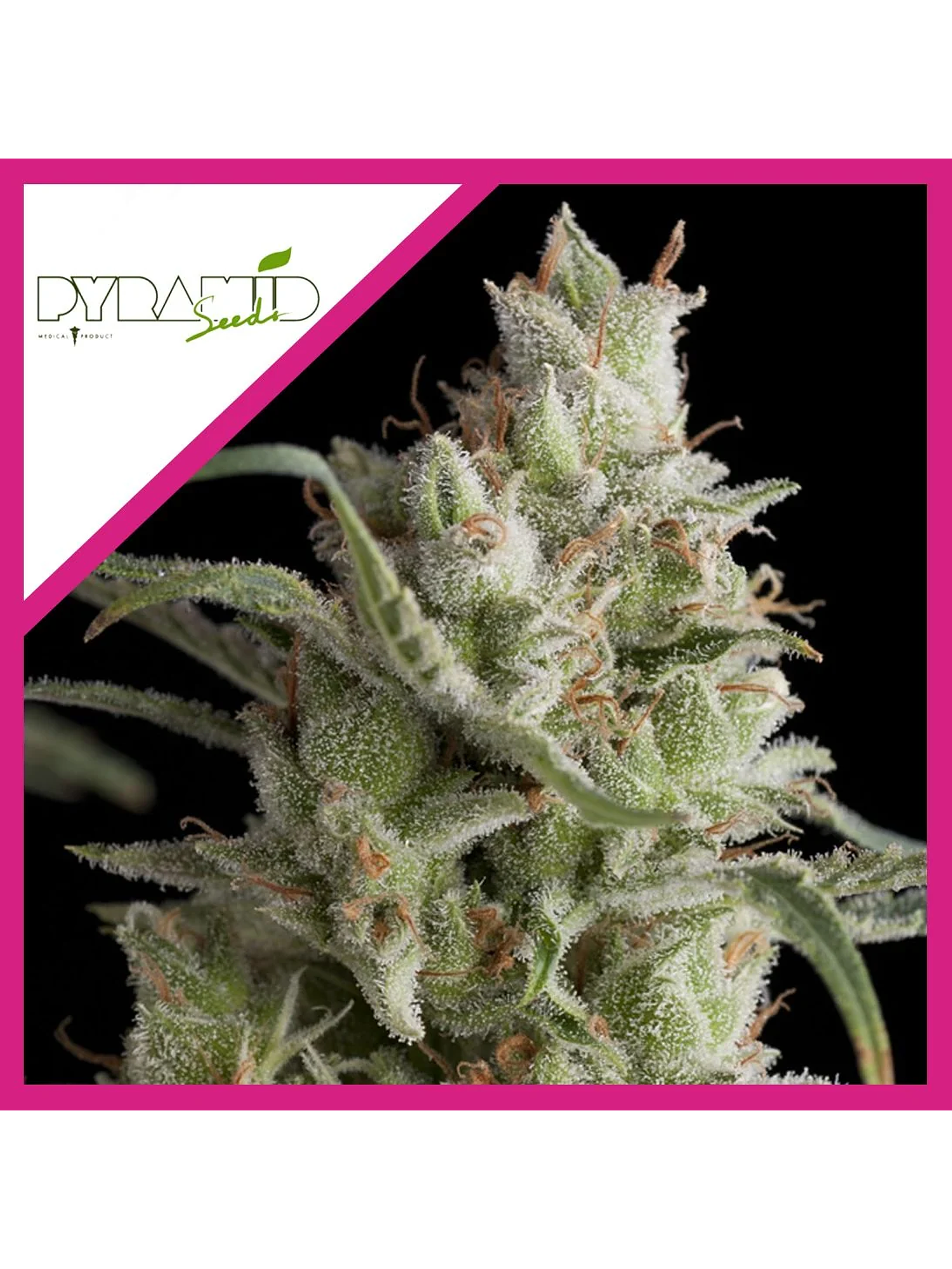 Super Og Kush Fem -Pyramid Seeds (X5+2/X3+1) 1