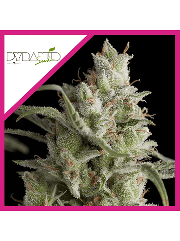 SUPER OG KUSH  FEM X3+1-PYRAMID SEEDS 1