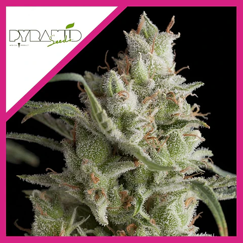 Super Og Kush Fem -Pyramid Seeds (X5+2/X3+1)