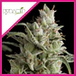 Super Og Kush Fem -Pyramid Seeds (X5+2/X3+1) - Miniatura 1