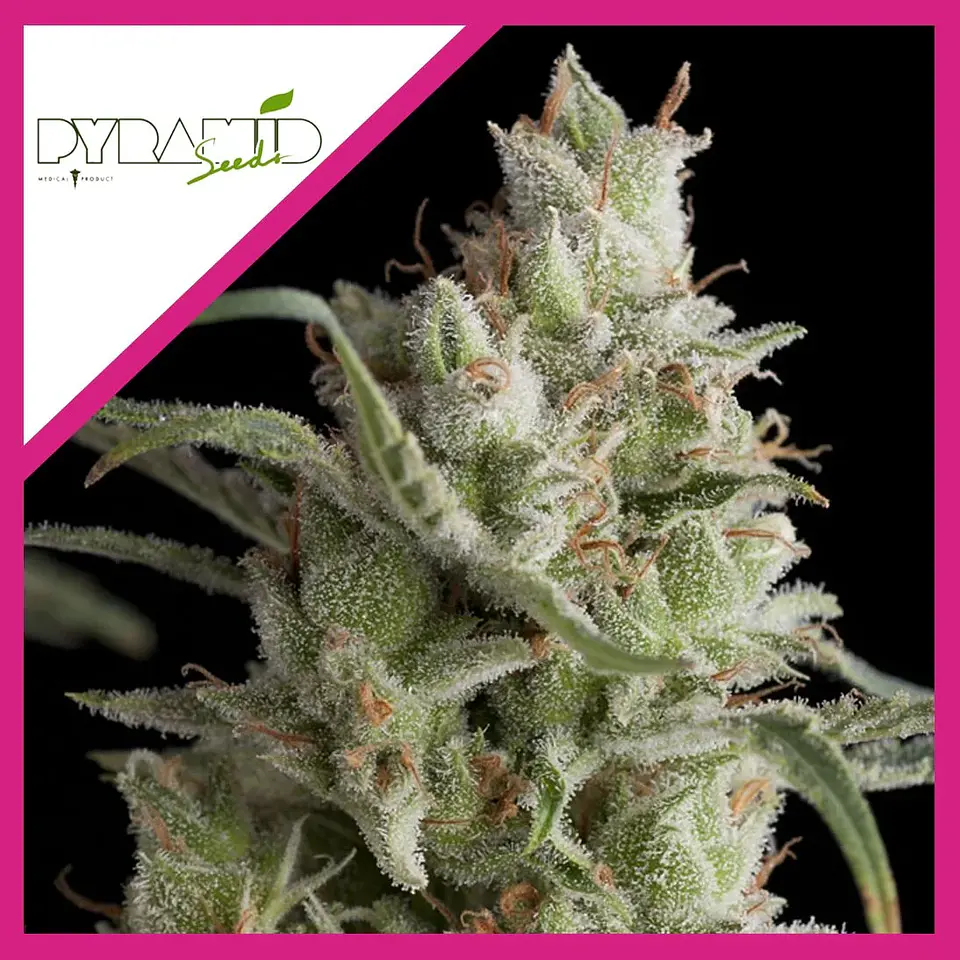 Super Og Kush Fem -Pyramid Seeds (X5+2/X3+1) 1