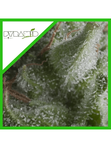 SHARK AUTO X3+1-PYRAMID SEEDS 1