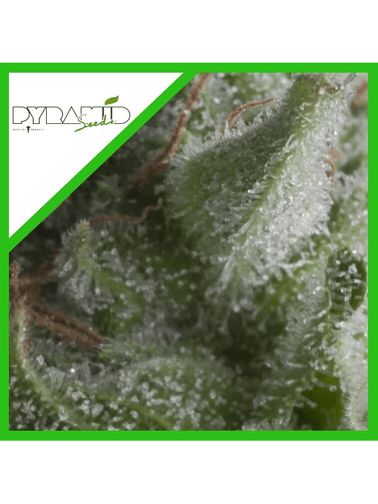 SHARK AUTO X3+1-PYRAMID SEEDS 1