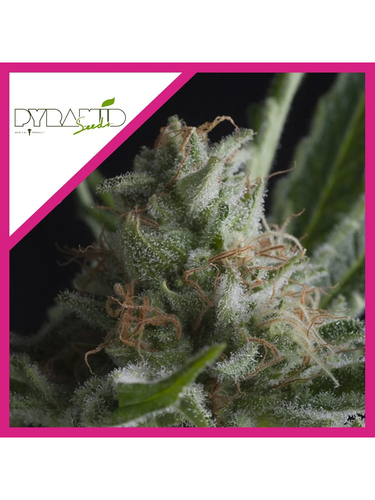 Shark Cbd  Fem X3-Pyramid Seeds 1