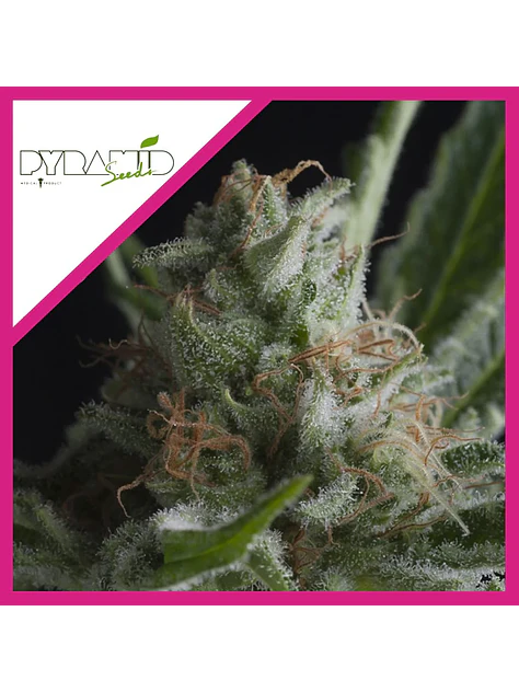 Shark Cbd  Fem X3-Pyramid Seeds 1