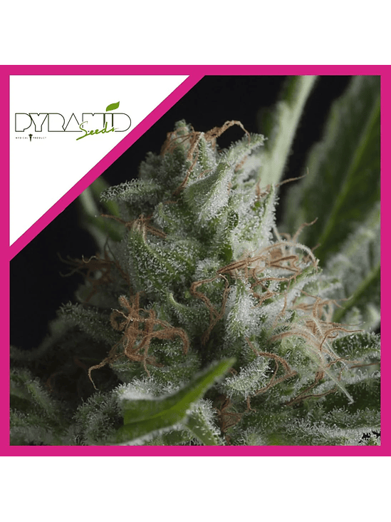 SHARK CBD  FEM X3-PYRAMID SEEDS 1