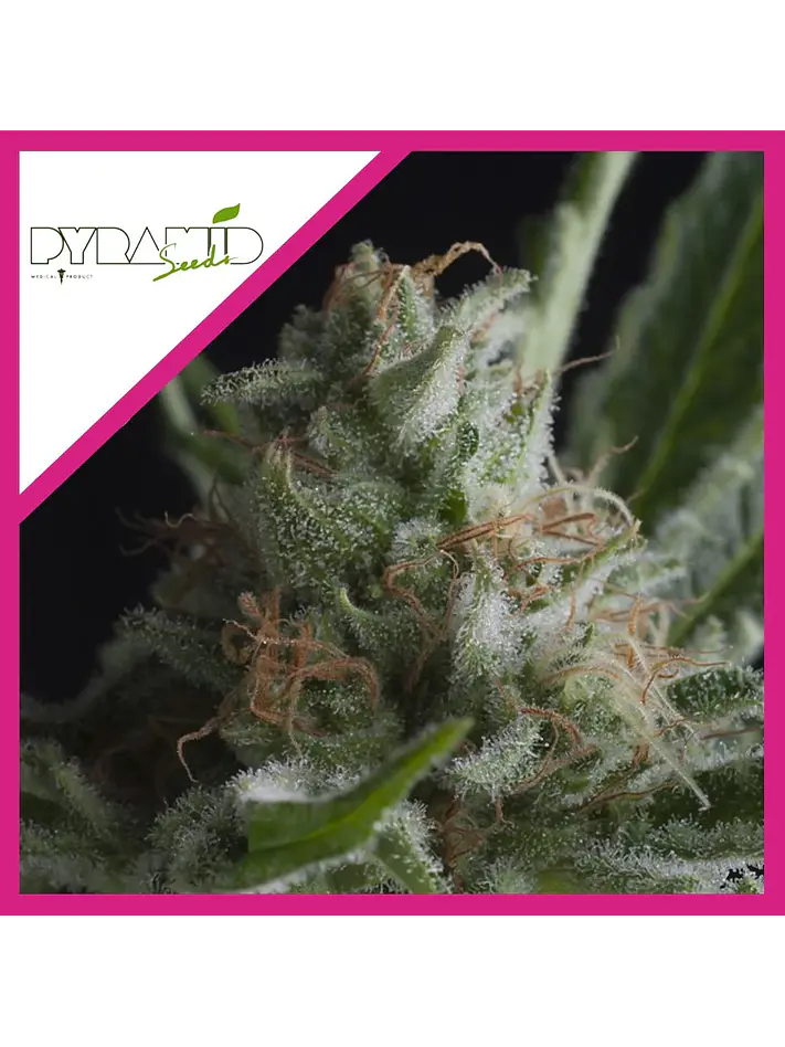 Shark Cbd  Fem X3-Pyramid Seeds 1