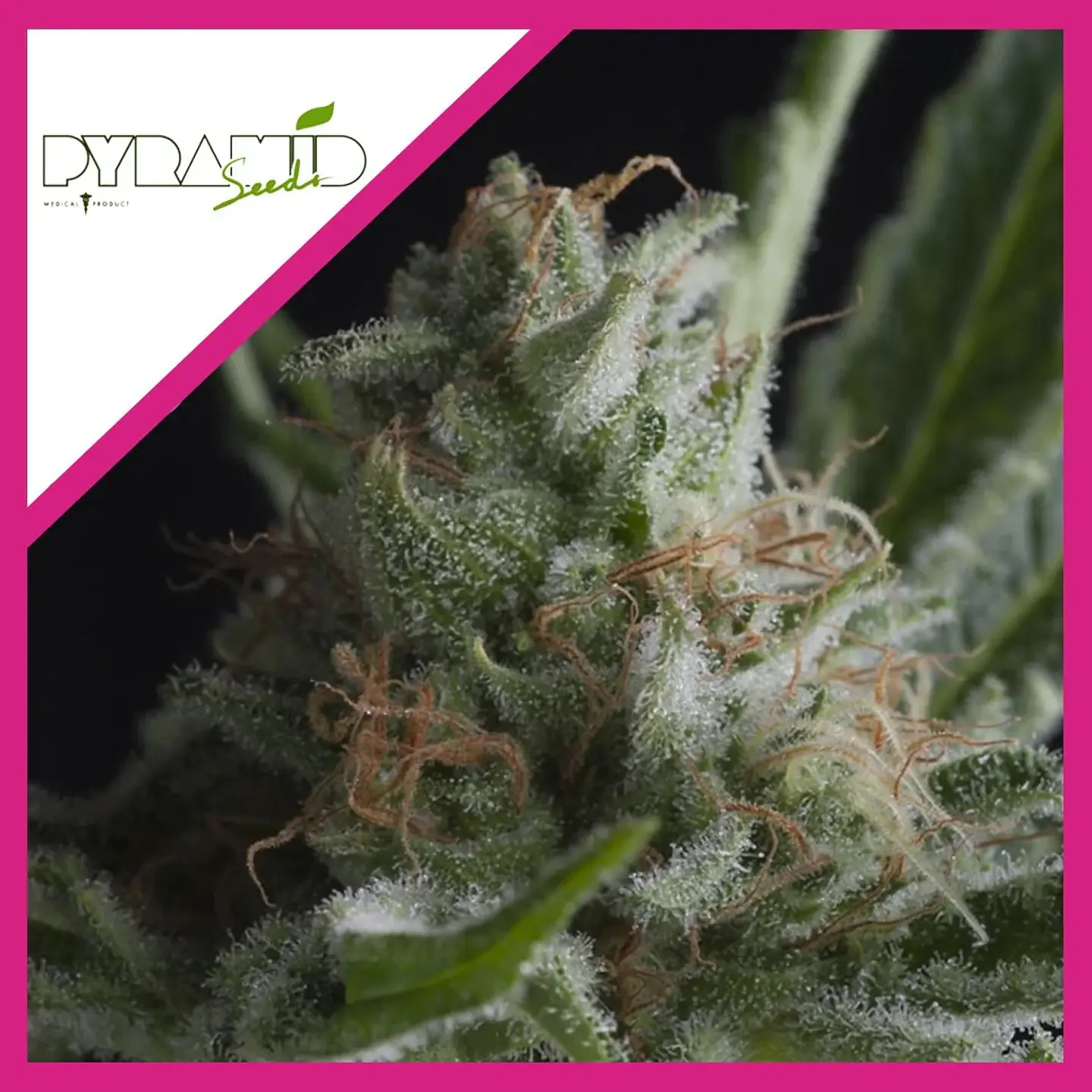 Shark Cbd  Fem X3-Pyramid Seeds 1