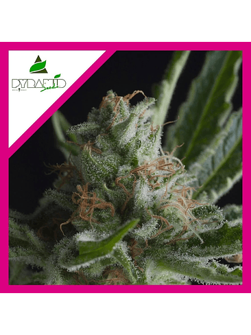 SHARK  FEM X1-PYRAMID SEEDS 1