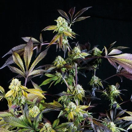Sunset Sherbet Fem -Pyramid Seeds (X5+2/X3+1) 1
