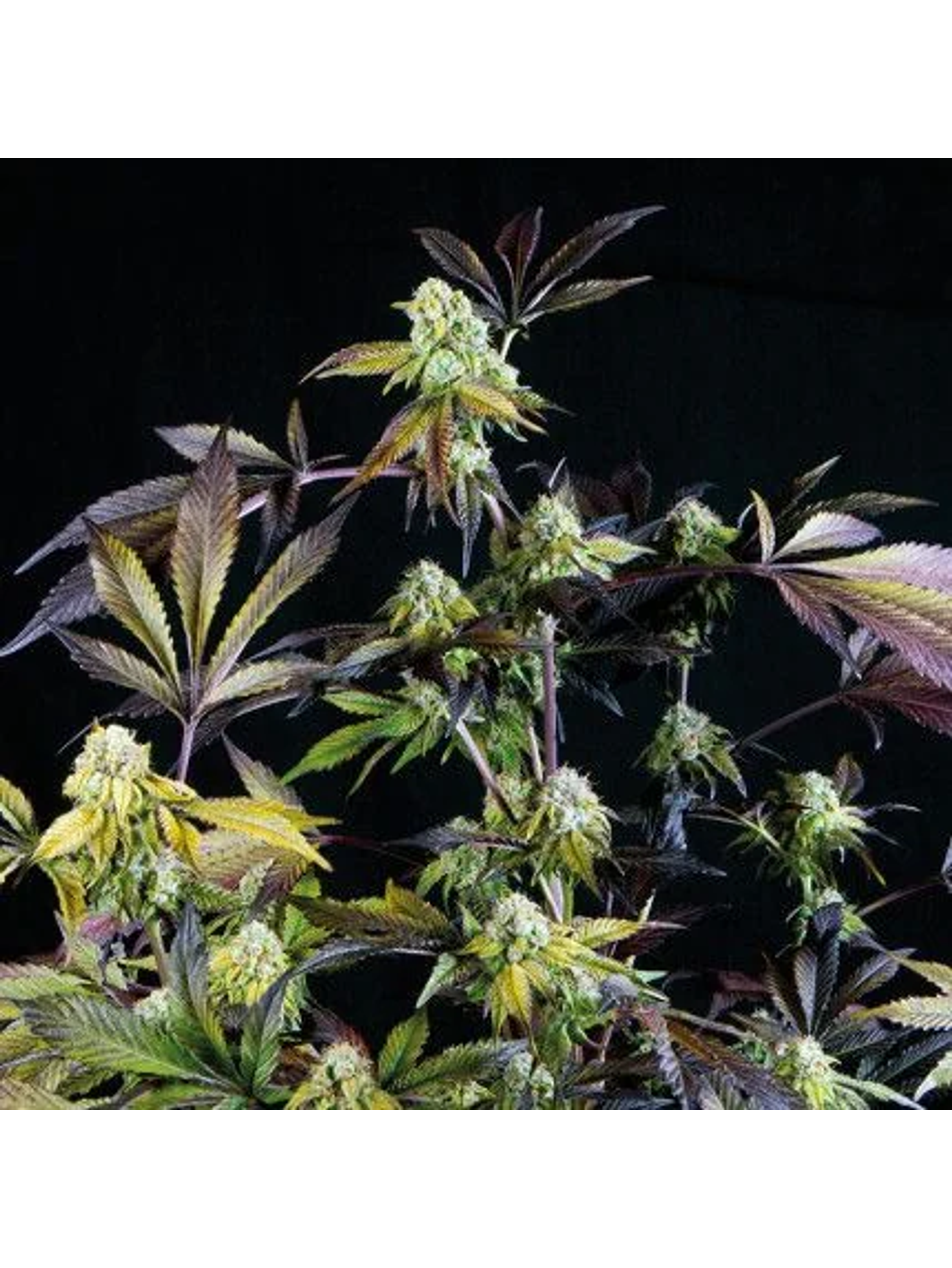 Sunset Sherbet Fem -Pyramid Seeds (X5+2/X3+1) 1
