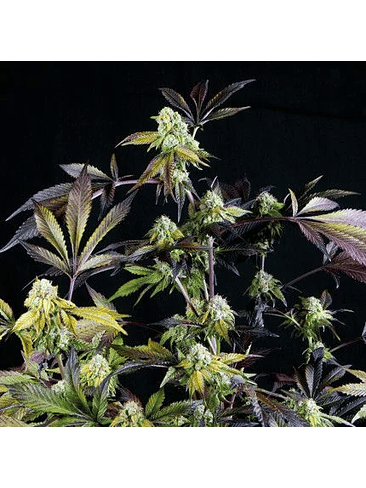 SUNSET SHERBET  FEM X5+2-PYRAMID SEEDS 1