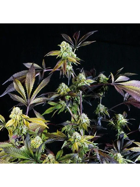 Sunset Sherbet Fem -Pyramid Seeds (X5+2/X3+1) 1