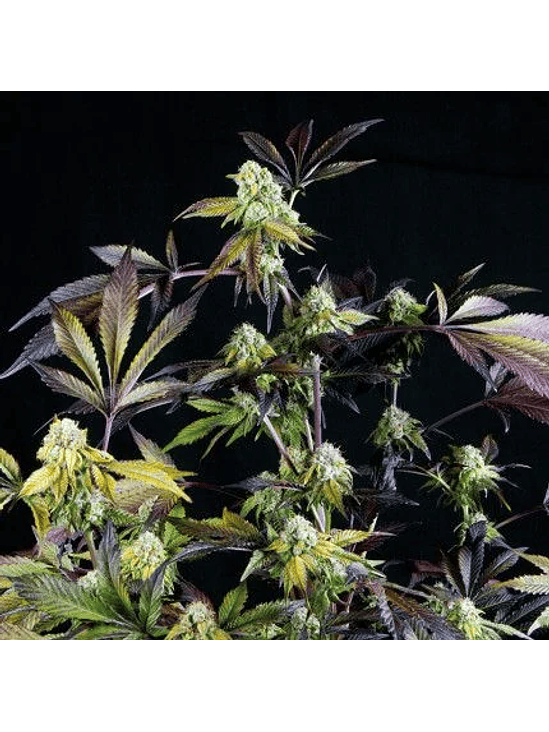 SUNSET SHERBET  FEM X5+2-PYRAMID SEEDS 1