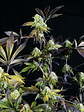 Sunset Sherbet Fem -Pyramid Seeds (X5+2/X3+1) - Miniatura 1