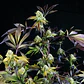 Sunset Sherbet Fem -Pyramid Seeds (X5+2/X3+1) - Miniatura 1