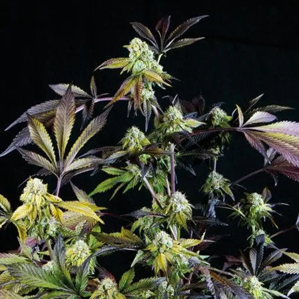 Sunset Sherbet Fem -Pyramid Seeds (X5+2/X3+1) 1