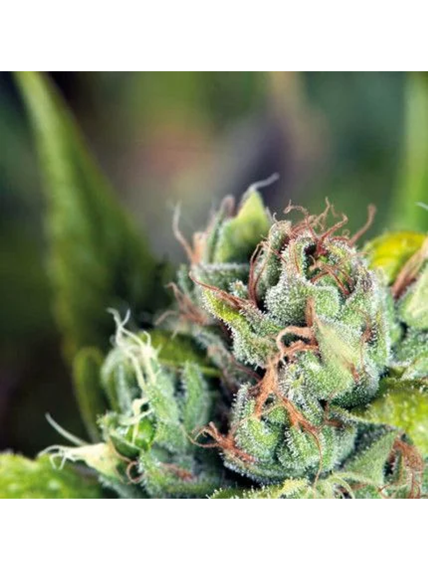 Tahoe Cure Fem -Pyramid Seeds (X5+2/X3+1) 1