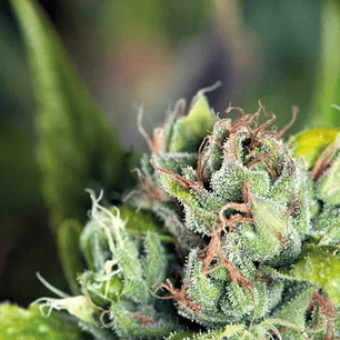 TAHOE CURE  FEM X5+2-PYRAMID SEEDS