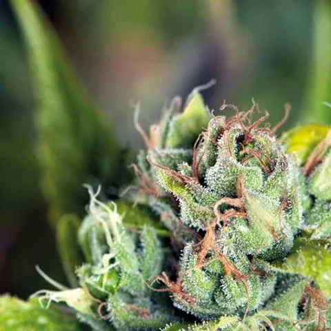 Tahoe Cure Fem -Pyramid Seeds (X5+2/X3+1)