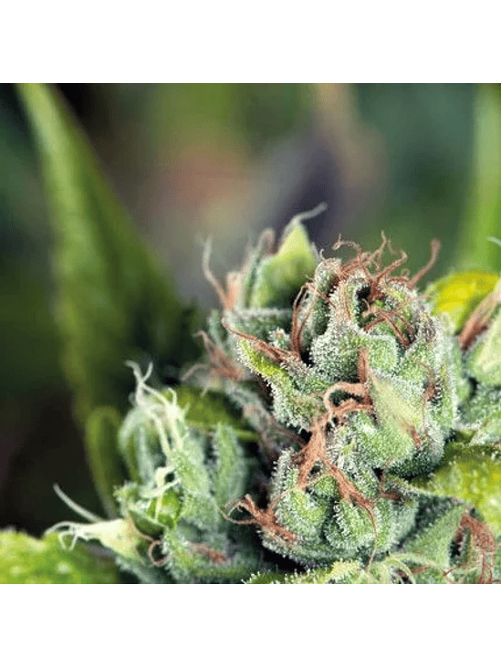 TAHOE CURE  FEM X5+2-PYRAMID SEEDS 1