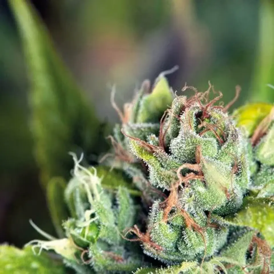 Tahoe Cure Fem -Pyramid Seeds (X5+2/X3+1) 1