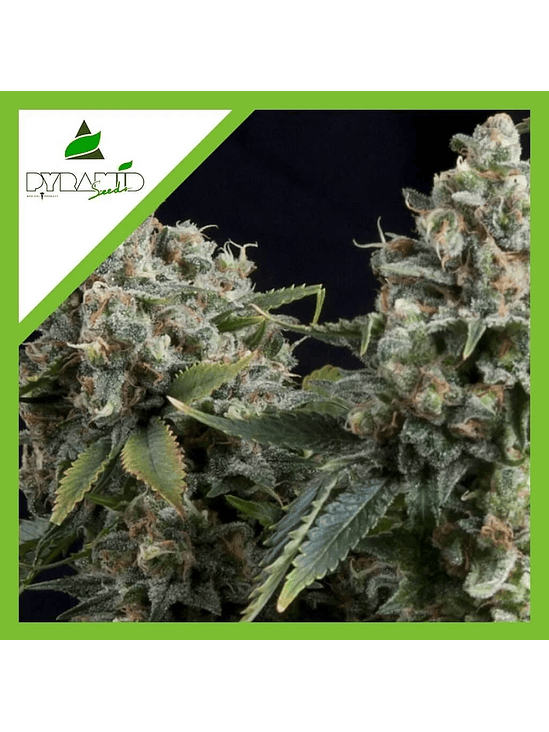 TUTANKHAMON  AUTO X1-PYRAMID SEEDS 1