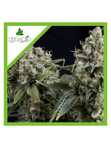 TUTANKHAMON AUTO X3+1-PYRAMID SEEDS 1