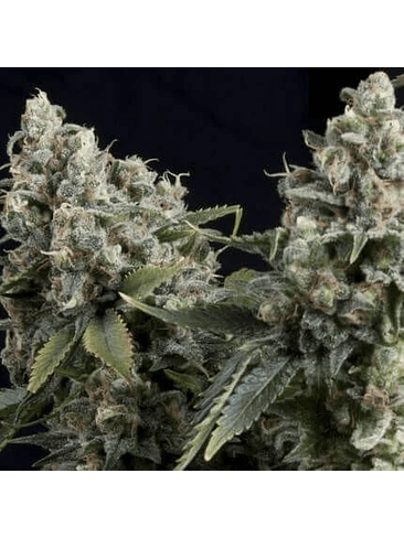 TUTANKHAMON AUTO X5+2 -PYRAMID SEEDS 1