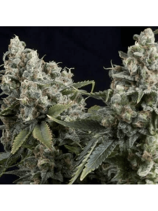 TUTANKHAMON AUTO X5+2 -PYRAMID SEEDS 1