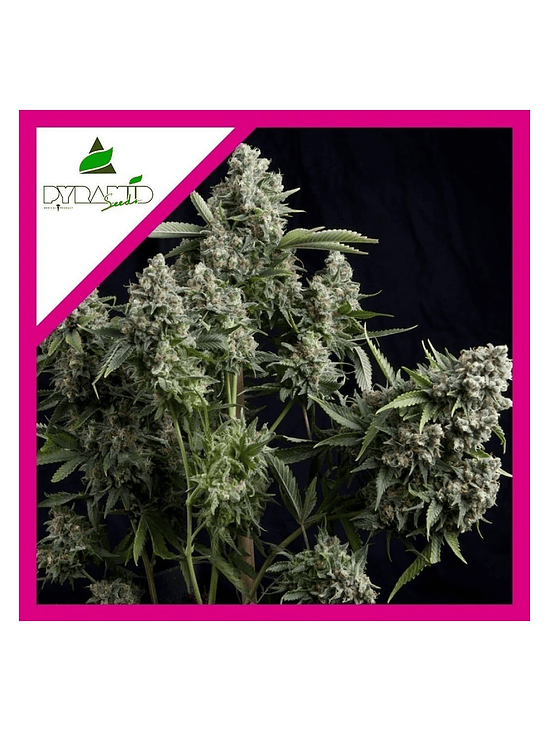 TUTANKHAMON FEM X1-PYRAMID SEEDS 1