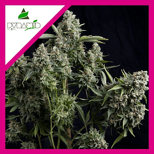 TUTANKHAMON FEM X3-PYRAMID SEEDS