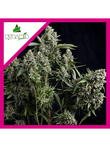 TUTANKHAMON FEM X3-PYRAMID SEEDS 1