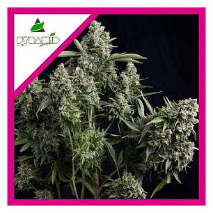 TUTANKHAMON FEM X3+1-PYRAMID SEEDS