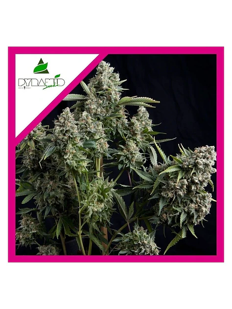 Tutankhamon Fem -Pyramid Seeds (X3+1/X3/X1) 1