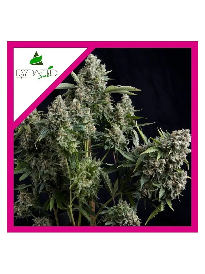 Tutankhamon Fem -Pyramid Seeds (X3+1/X3/X1) 1