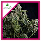 Tutankhamon Fem -Pyramid Seeds (X3+1/X3/X1) - Miniatura 1
