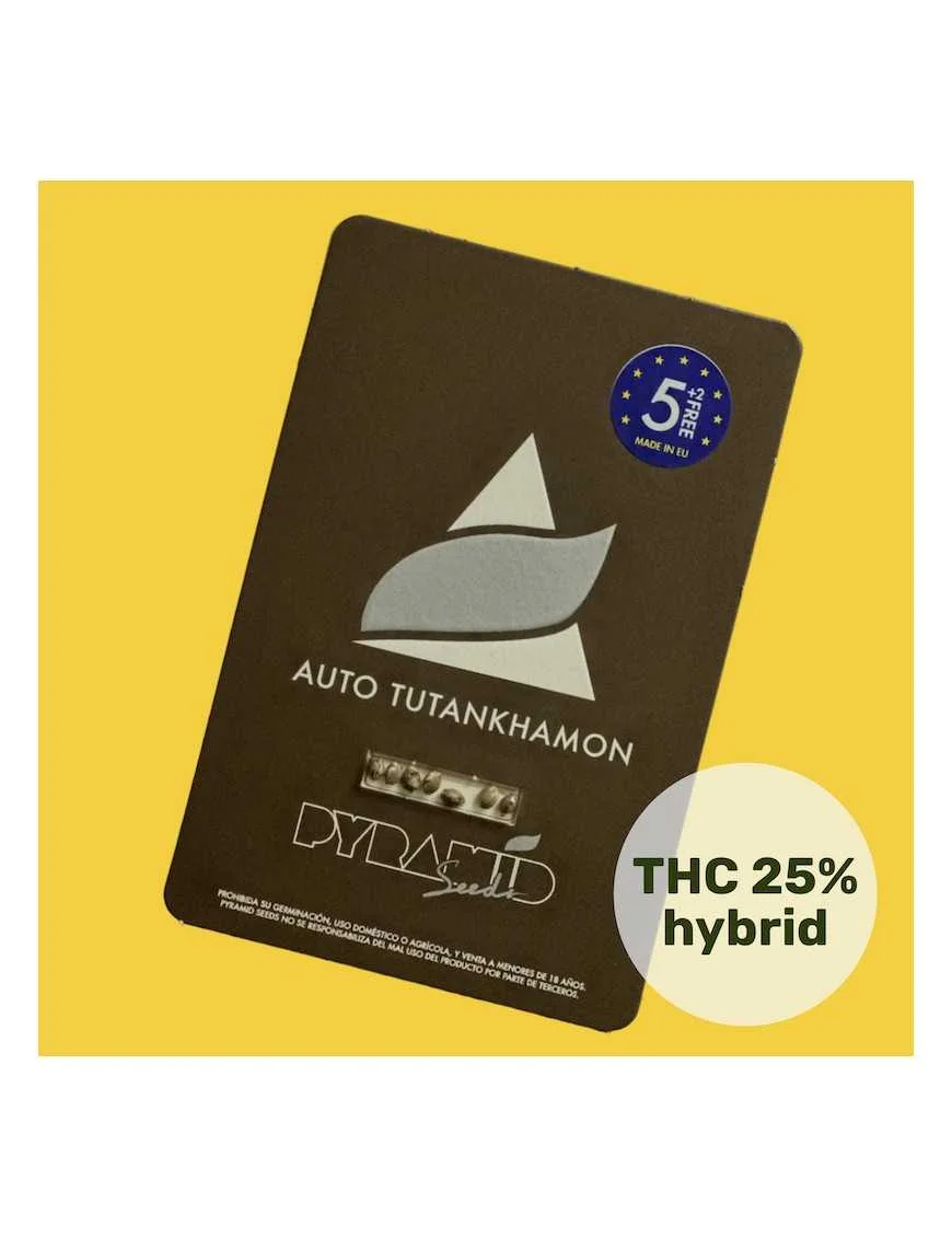 Tutankhamon Auto -Pyramid Seeds (X50/X5+2/X3+1/X1) 1