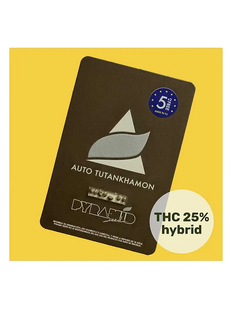 Tutankhamon Auto -Pyramid Seeds (X50/X5+2/X3+1/X1) 1