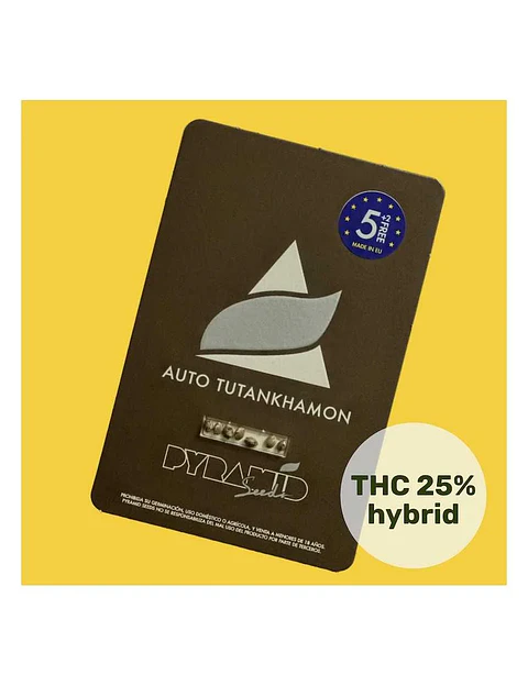 Tutankhamon Auto -Pyramid Seeds (X50/X5+2/X3+1/X1)