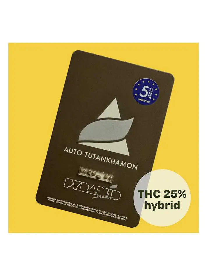 Tutankhamon Auto -Pyramid Seeds (X50/X5+2/X3+1/X1) 1