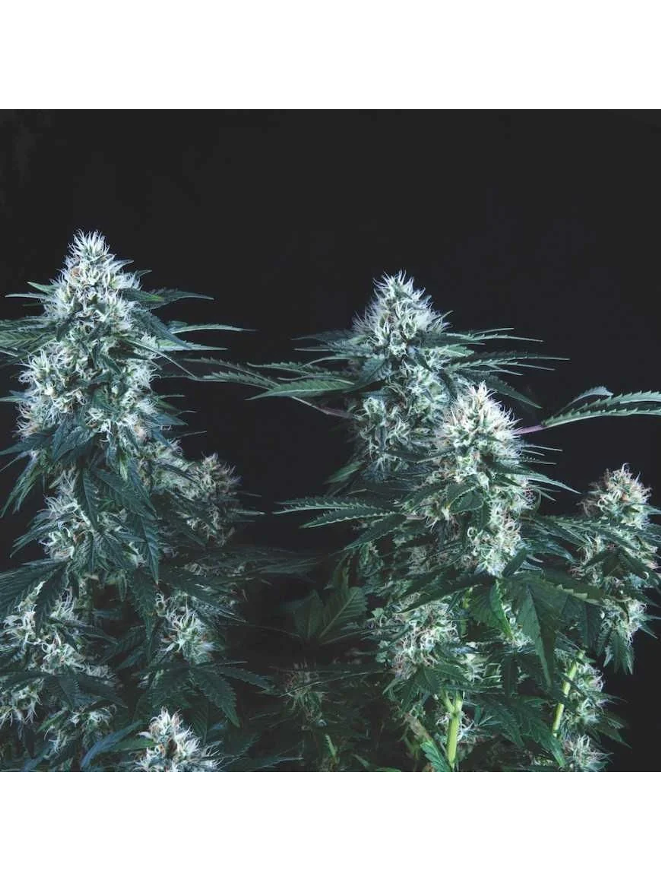 Tutankhamon Fast X3+1 - Pyramid Seeds 1