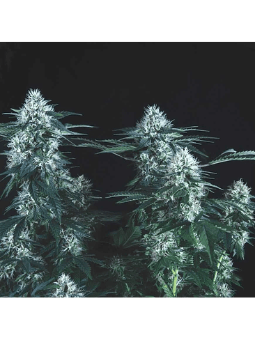 TUTANKHAMON FAST X3+1 - PYRAMID SEEDS 1